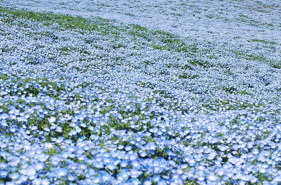 NEMOPHILA menziesii, Baby Blue Eyes