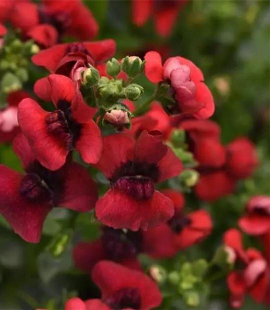 NEMESIA fruticans Whimsy 'Red' (syn. 'Klenh22401'), Nemesia Whimsy Series