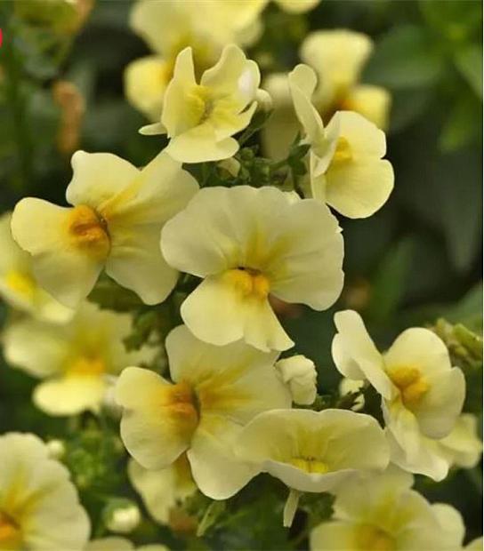 NEMESIA fruticans Whimsy 'Yellow' (syn. 'Klenh22622'), Nemesia Whimsy Series