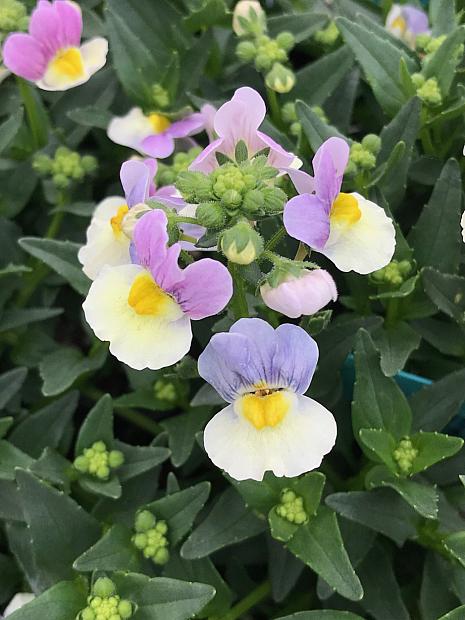 NEMESIA hybrid French Connection 'Easter Bonnet', Nemesia