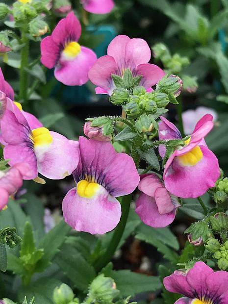 NEMESIA fruticans 'Karoo Violet Ice', Karoo Series Nemesia