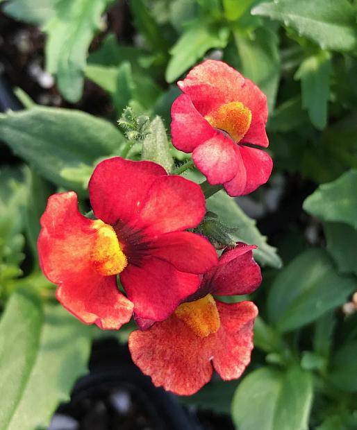 NEMESIA hybrid Nessie Plus 'Orange', Nemesia