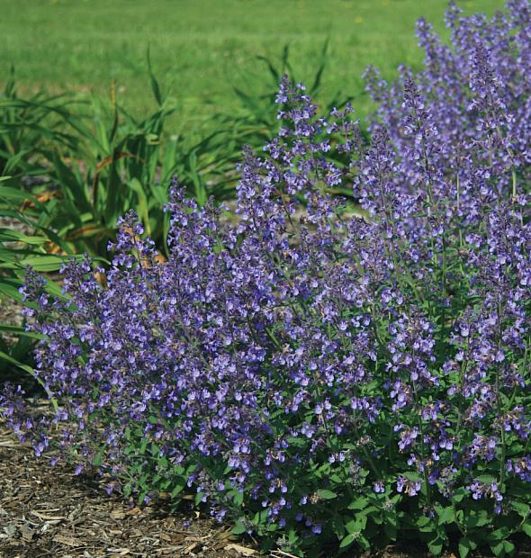 NEPETA x faassenii 'Junior Walker', Dwarf Catmint