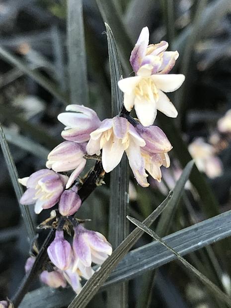 OPHIOPOGON planiscapus 'Nigrescens', Black Mondo Grass, Black Lilyturf