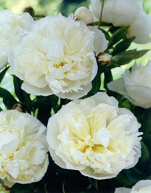 PAEONIA lactiflora 'Duchesse de Nemours', Bush Peony (herbaceous)