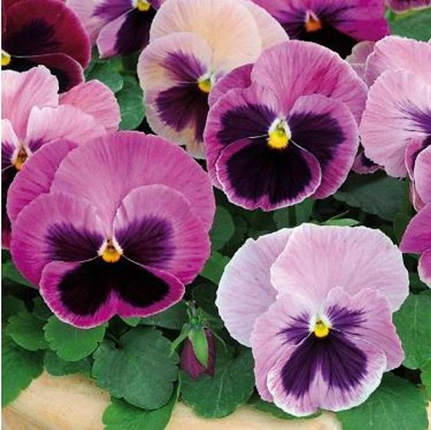 VIOLA x wittrockiana Spring Matrix 'Pink Shades' (Pansy), Spring Matrix Pansy, Large-Flowered Pansy