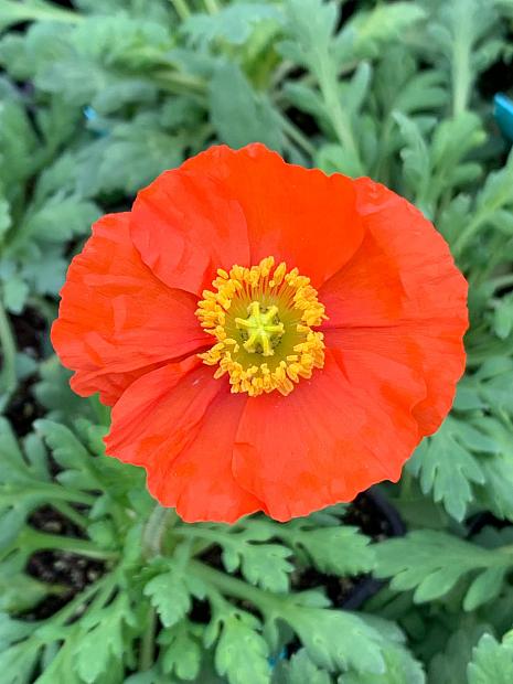 PAPAVER nudicaule 'Garden Gnome' (Iceland Poppy), Icelandic Poppy, Arctic Poppy