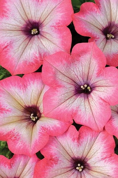 PETUNIA hybrid BigDeal 'Salmon Shimmer' ('Wespeoutsashi'), BigDeal Series Petunia