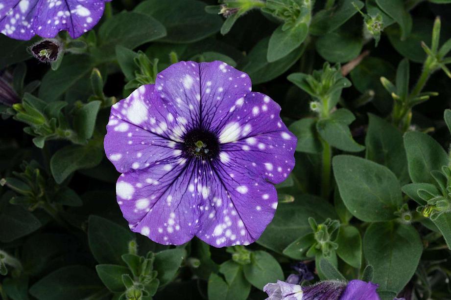 PETUNIA Splash Dance 'Moon Walk', Splash Dance Series