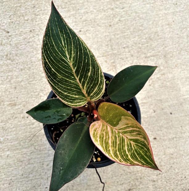 PHILODENDRON 'Birkin Pink' (P. 'Birkin' x P. 'Rojo Congo'), Philodendron