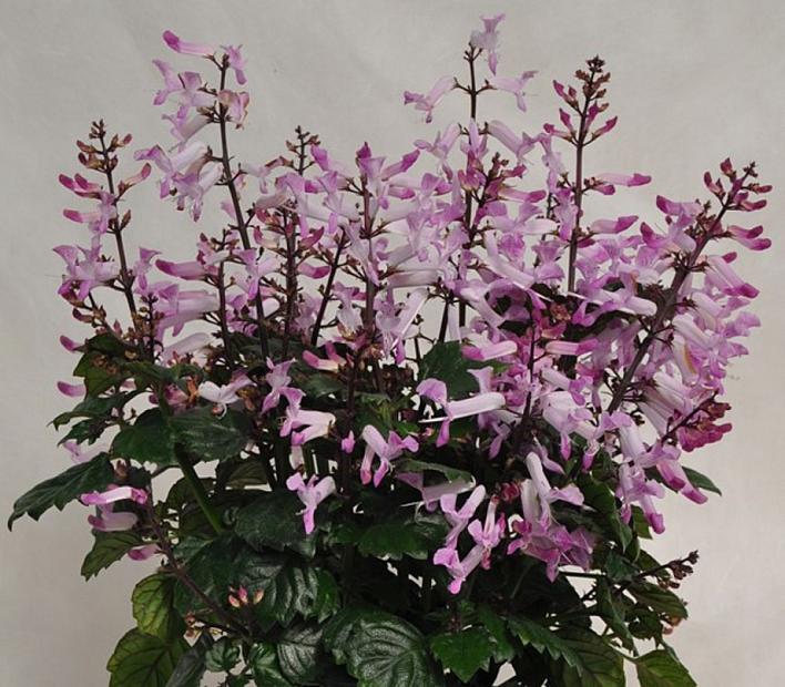 PLECTRANTHUS Lion 'Pink', 