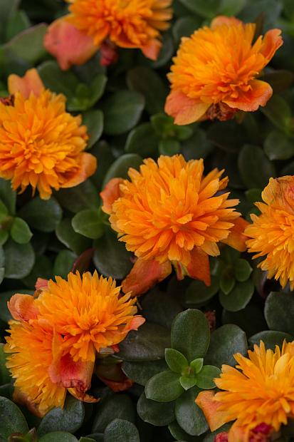 PORTULACA hybrid 'ColorBlast Double Orange' (='Lazprt1505'), Moss Rose, Purslane