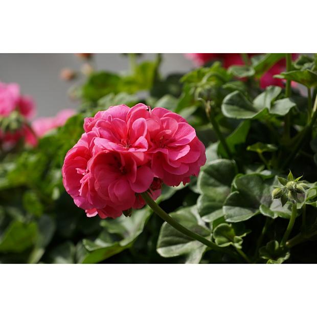 PELARGONIUM peltatum Great Balls of Fire 'Pink', Ivy Geranium