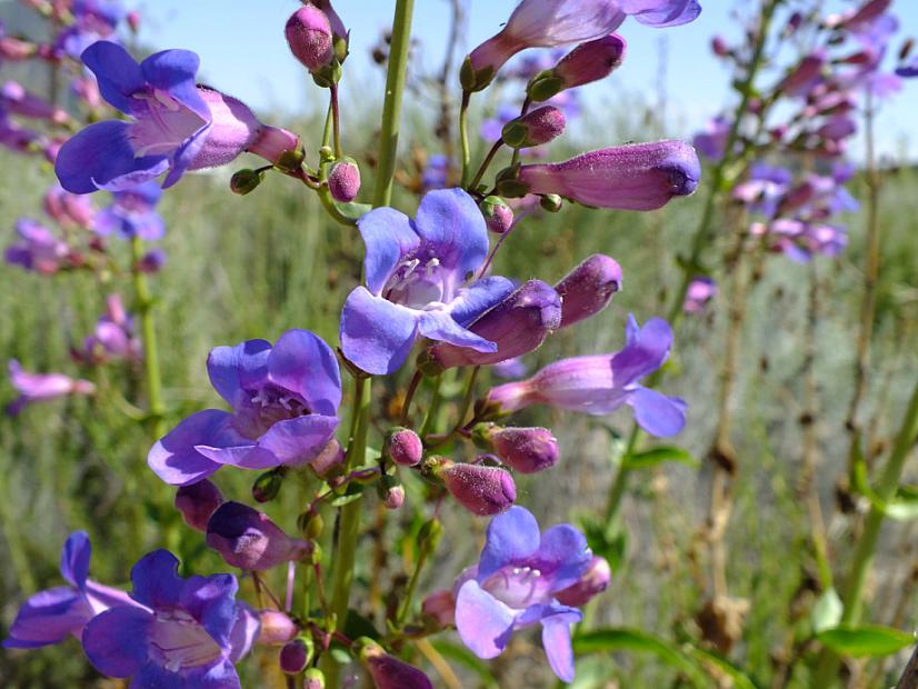 PENSTEMON spectabilis, Royal or Showy Beard Tongue