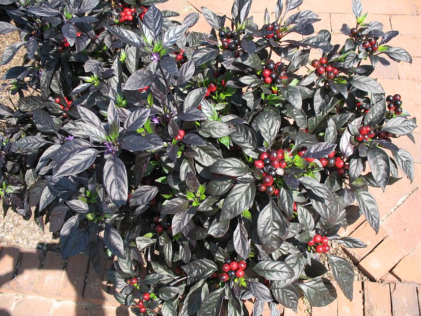 PEPPER 'Black Pearl', Ornamental Pepper