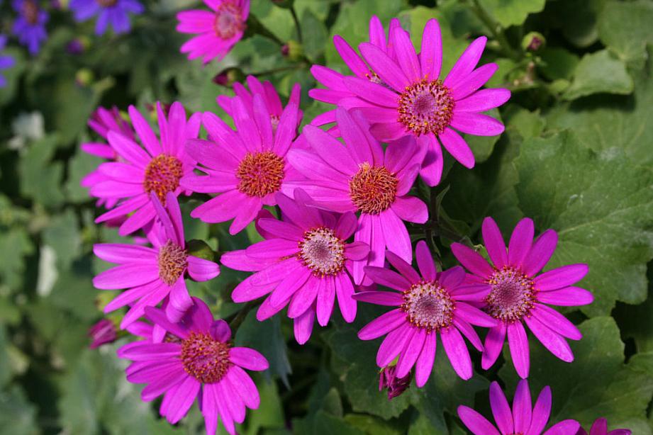 PERICALLIS Senetti 'Baby Magenta', CINERARIA