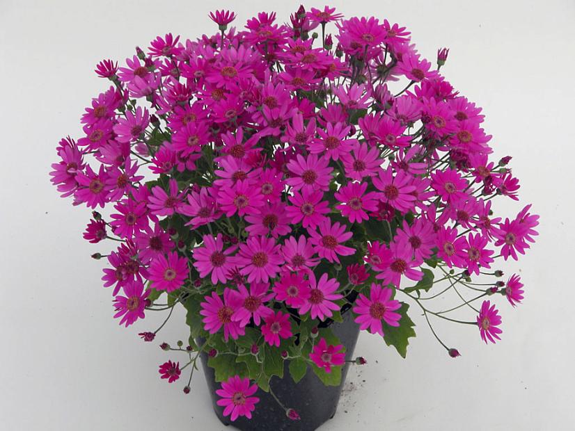 PERICALLIS Senetti 'Baby Magenta', CINERARIA