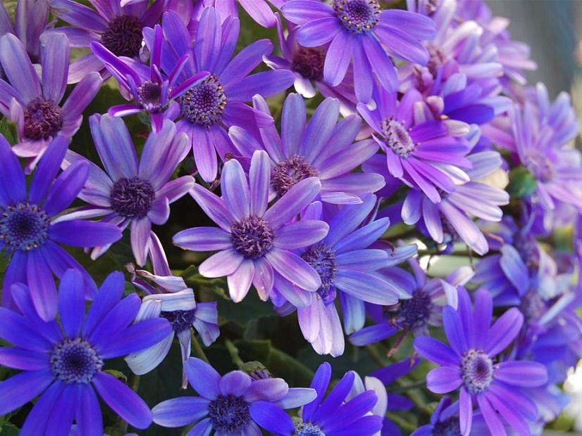 PERICALLIS Senetti 'Baby True Blue', 