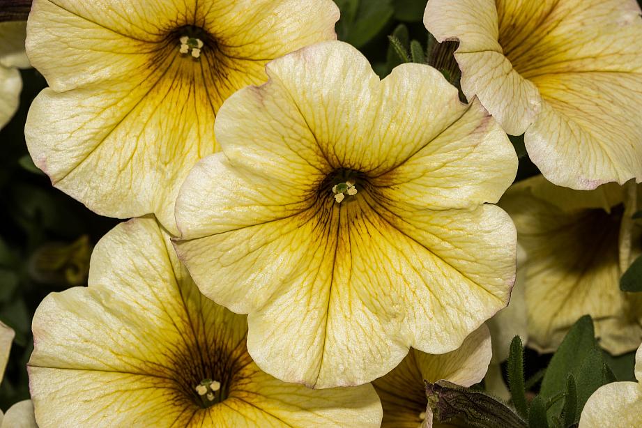 PETCHOA Supercal 'Light Yellow', Supercal Series Petchoa