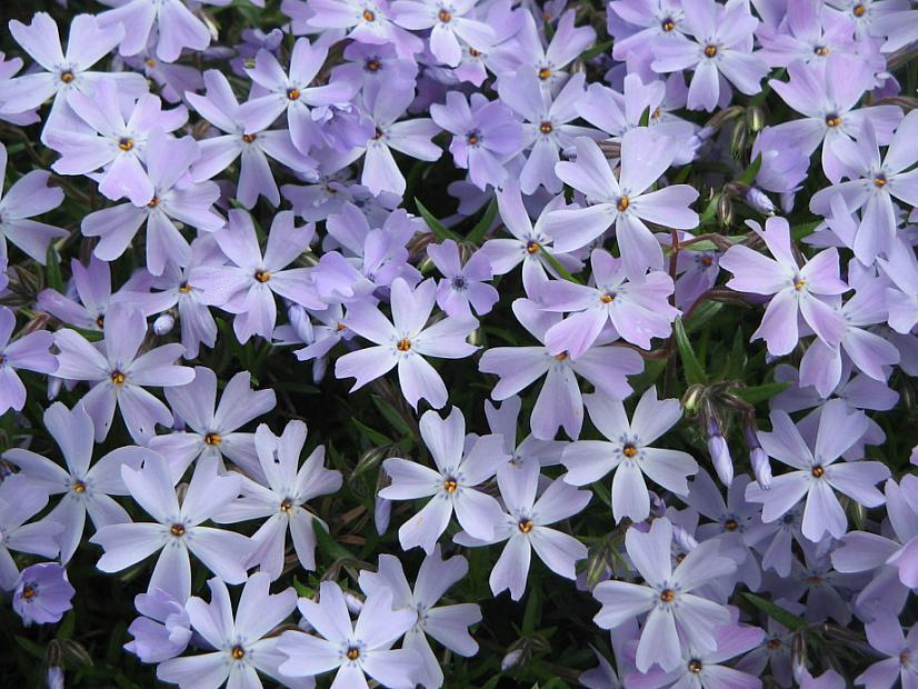 PHLOX subulata 'Emerald Cushion Blue', Moss Pink, Moss Phlox or Mountain Phlox