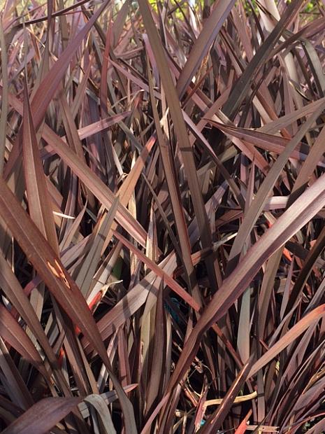 PHORMIUM tenax 'Bronze Baby', New Zealand Flax, New Zealand Hemp, Flax Lily