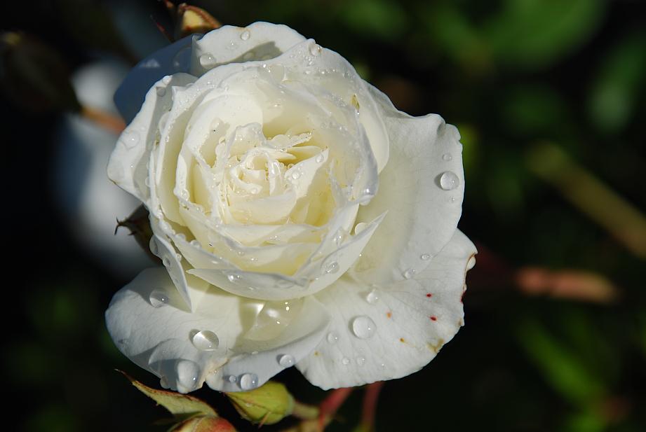 ROSA 'Iceberg' (own root), Floribunda