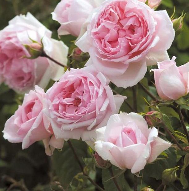 ROSA 'The Wedgwood Rose' (syn. 'Ausjosiah'), David Austin English Rose (Climbing Rose)