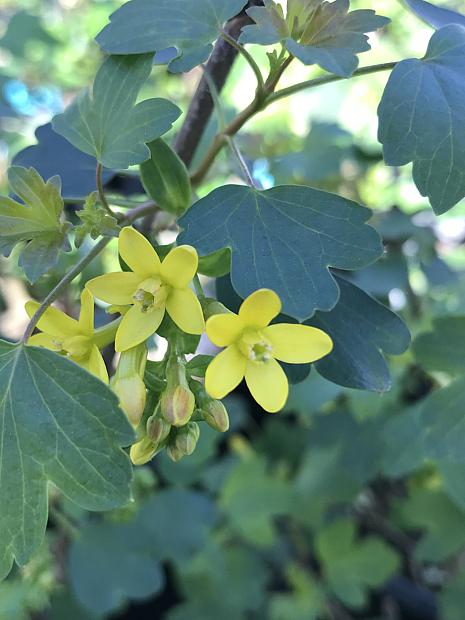 RIBES aureum var. aureum, Western Golden Currant