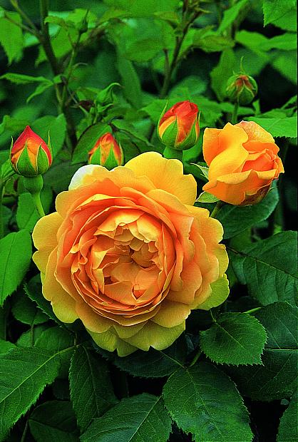 ROSA 'Golden Celebration' (=Ausgold) (own root), David Austin English Rose (Modern Shrub)