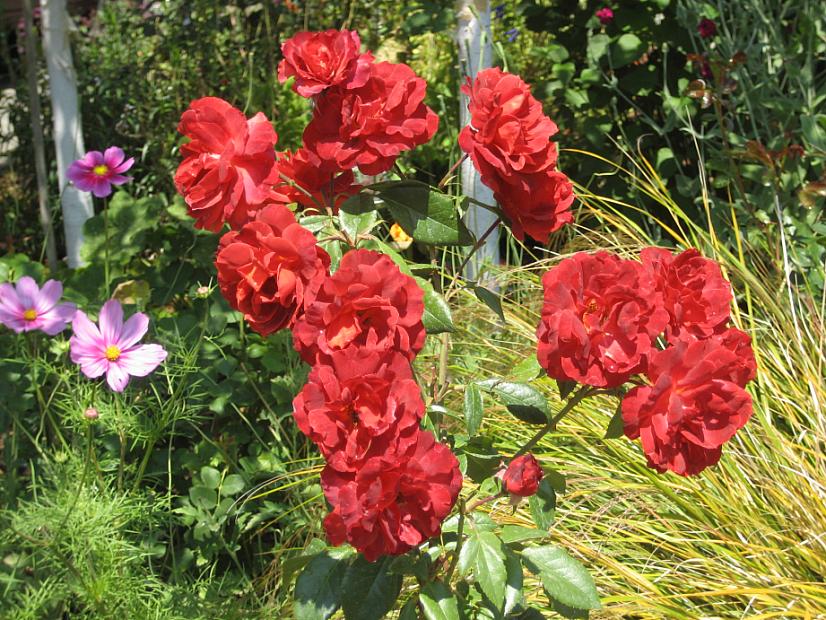 ROSA 'Hot Cocoa', Floribunda