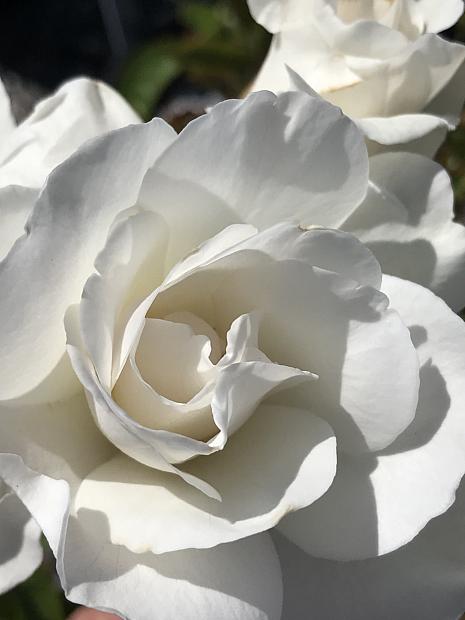 ROSA 'Iceberg' (own root), Floribunda