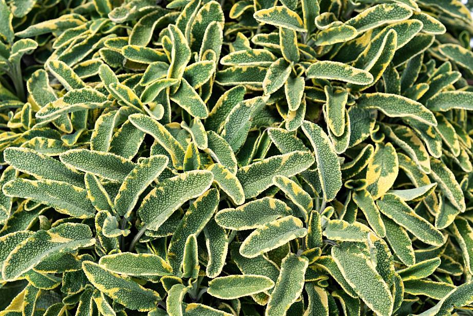 SAGE 'Celebration' (SALVIA officinalis 'Celebration'), Golden Variegated Celebration Sage