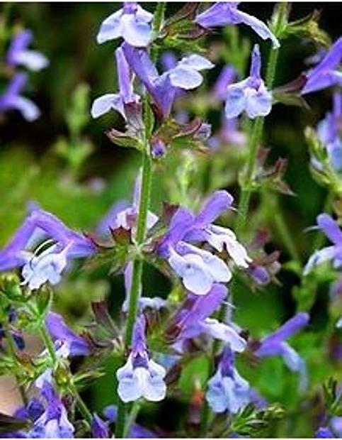 SALVIA 'African Sky' (S. chamelaeagnea x S. scabra), Sage