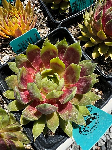 SEMPERVIVUM SuperSemps 'Emerald', Hens and Chicks