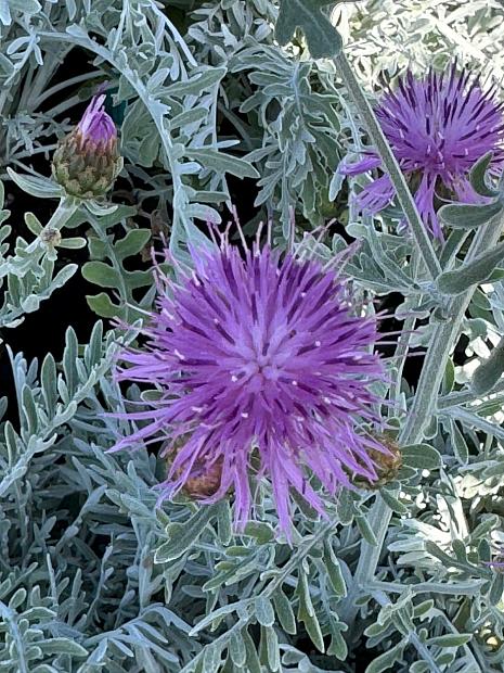 SENECIO cineraria 'Silver Gleam' (syn. 'Silvergleam', 'Crushed Velvet'), Dusty Miller, Silver Ragwort