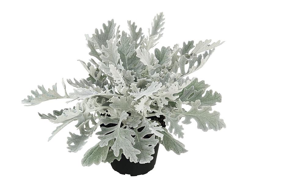 SENECIO 'Winter Whispers' (syn. S. candicans/cineraria 'Winter Whispers'), Dusty Miller, Cineraria