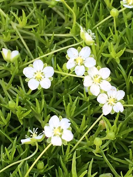 SAGINA subulata 'Aurea', Scotch Moss