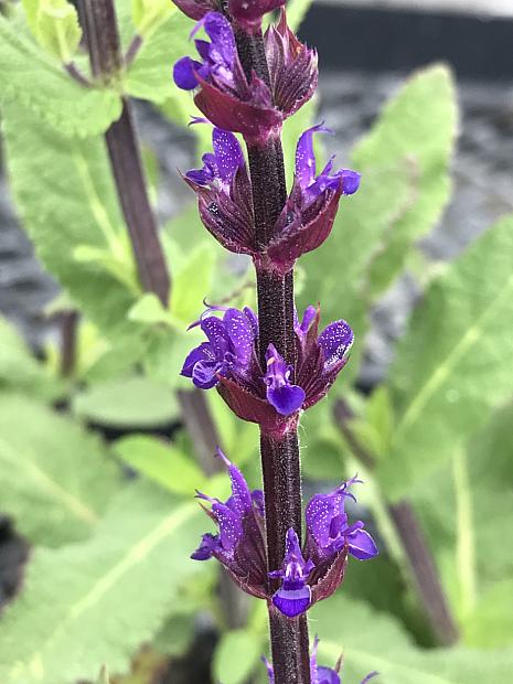 SALVIA nemorosa 'Caradonna', Meadow Sage, Hybrid Sage