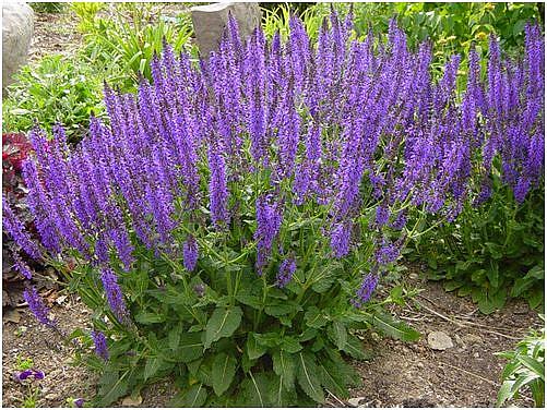 SALVIA x sylvestris 'May Night' ('Mainacht'), Meadow Sage, Hybrid Sage