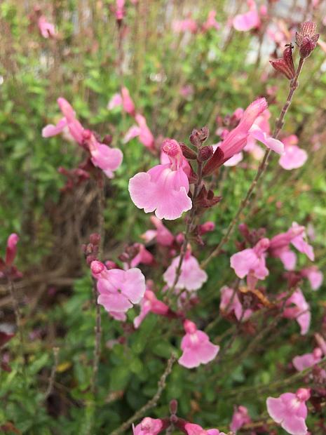 SALVIA 'Rohana's Angels', Autumn, Baby, Cherry, Little Leaf Sage