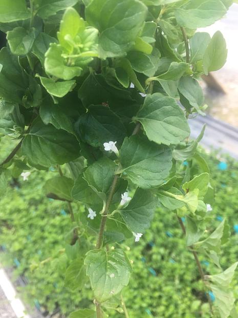 SATUREJA douglasii 'Indian Mint', Yerba Buena