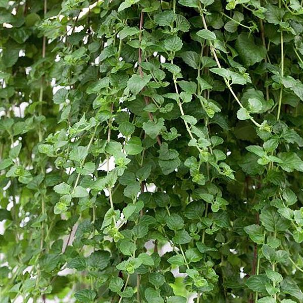 SATUREJA douglasii 'Indian Mint', Yerba Buena