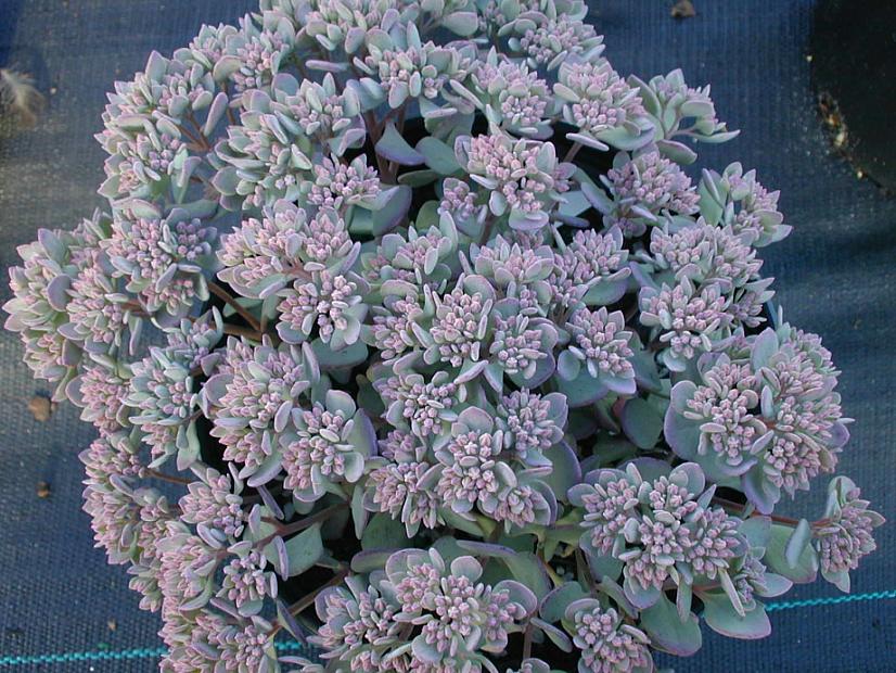 SEDUM cauticola 'Lidakense', Stonecrop