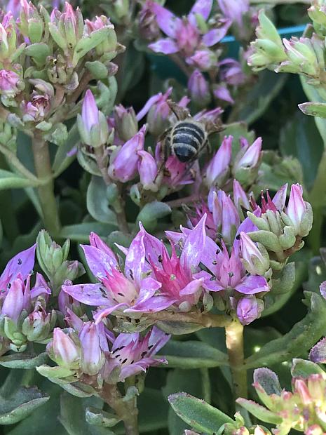 SEDUM spurium Spot On 'Pink', Stonecrop