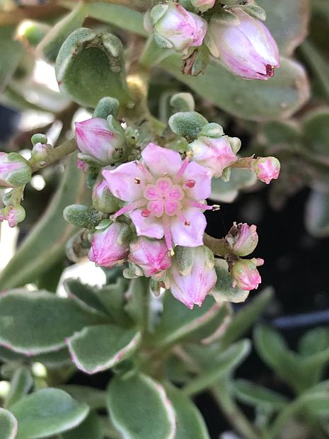 SEDUM spurium 'Tricolor', Stonecrop