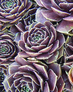 SEMPERVIVUM 'Rubikon', Hen and Chicks, Common Houseleek