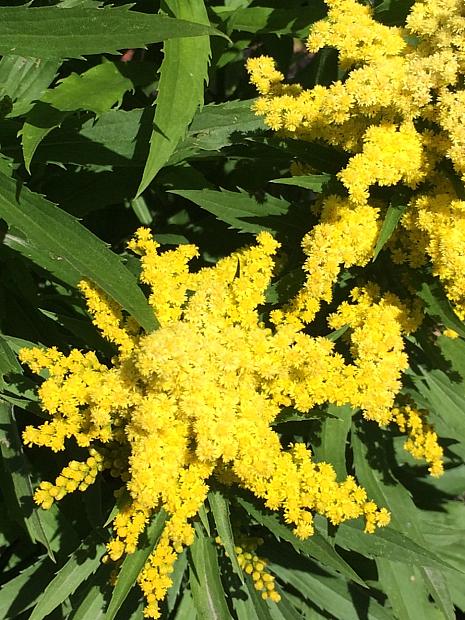 SOLIDAGO 'Little Lemon', Goldenrod