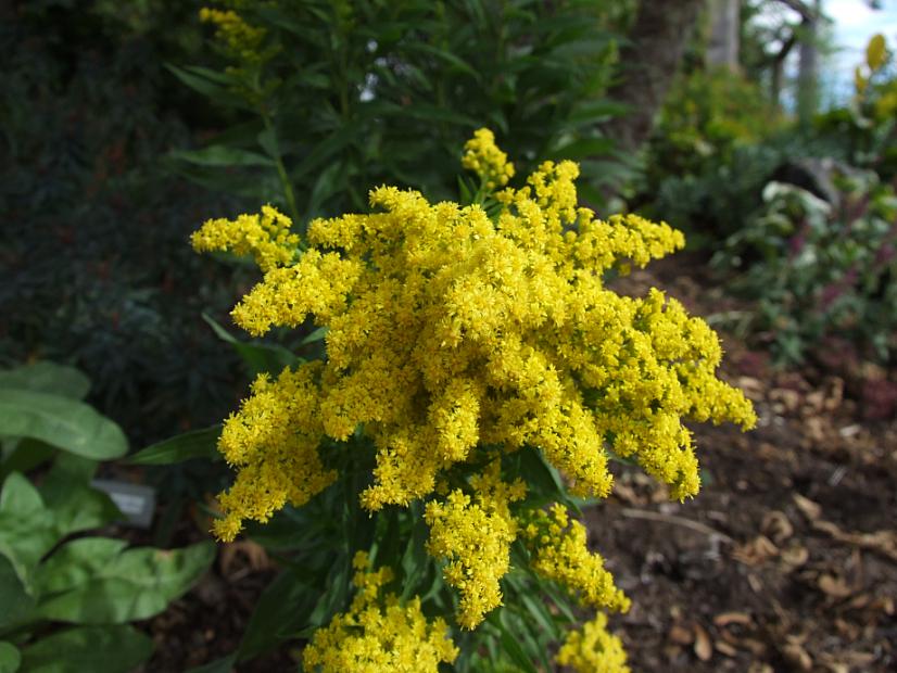 SOLIDAGO 'Little Lemon', Goldenrod