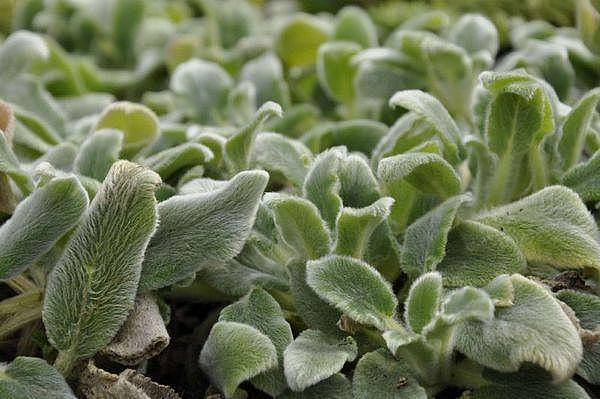 STACHYS byzantina 'Silver Carpet', Lamb's Ears, Woolly Betony