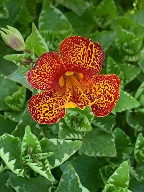 TORELUS 'Mangodiada', TORENIA x MIMULUS guttatus